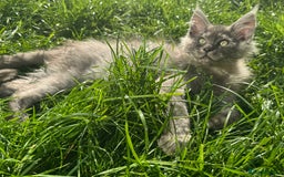 Maine Coon cats for sale: XL Maine Coon Boys Russian Line - Image 7