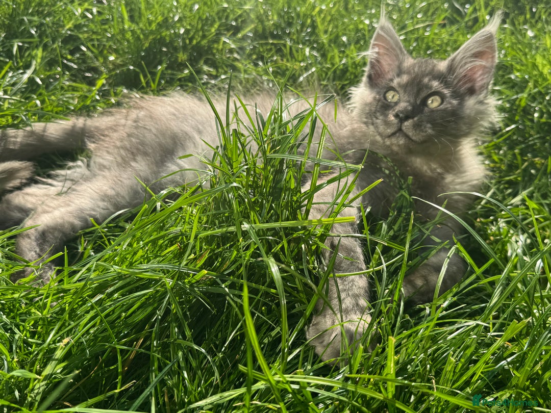 Maine Coon cats for sale: XL Maine Coon Boys Russian Line - Image 7