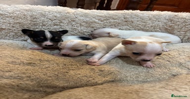 Mixed Breed dogs - Advert 8