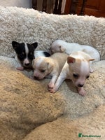 Mixed Breed dogs - Advert 8