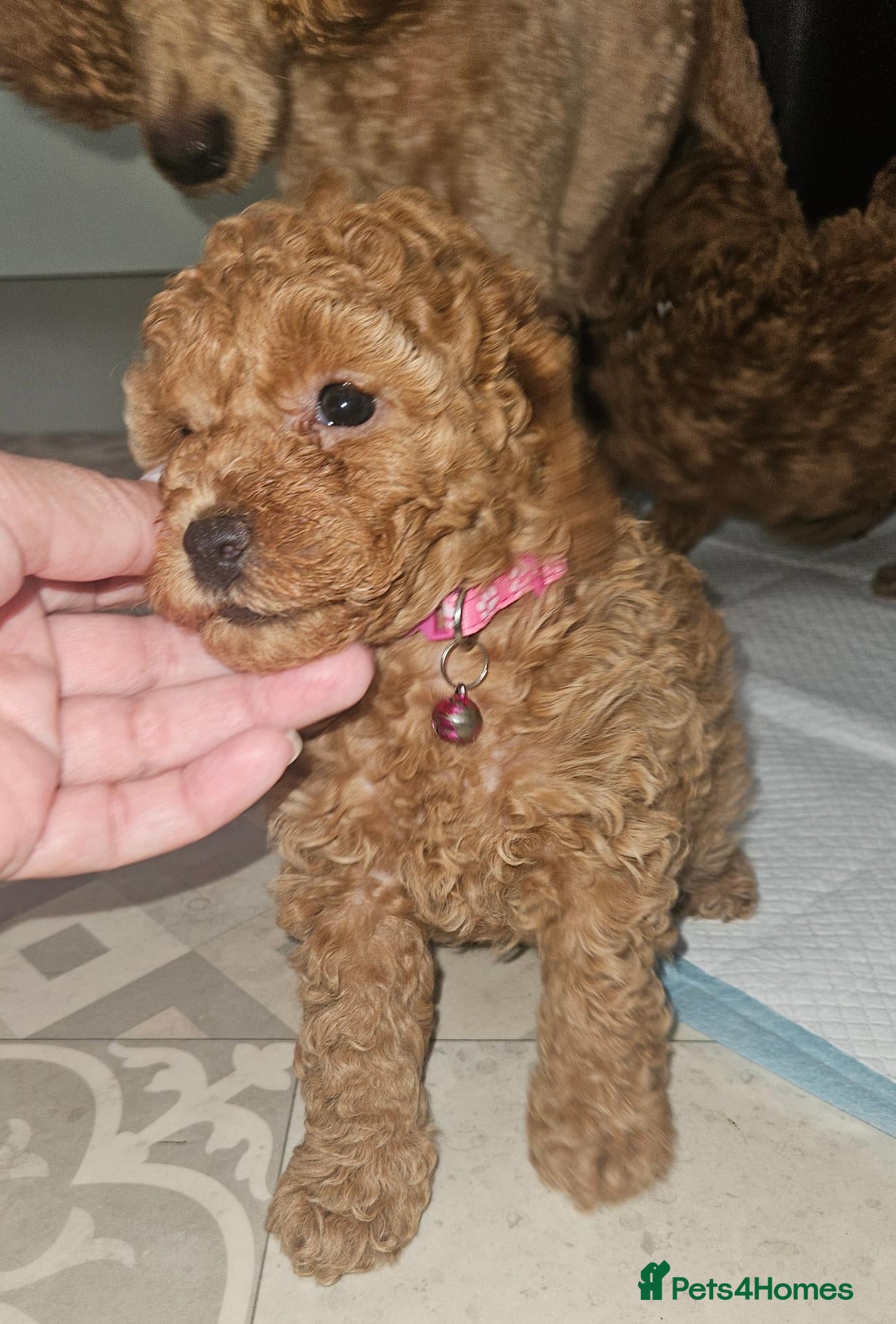 Toy Poodle dogs Licensed breeder kc reg Girl available  - Advert 2