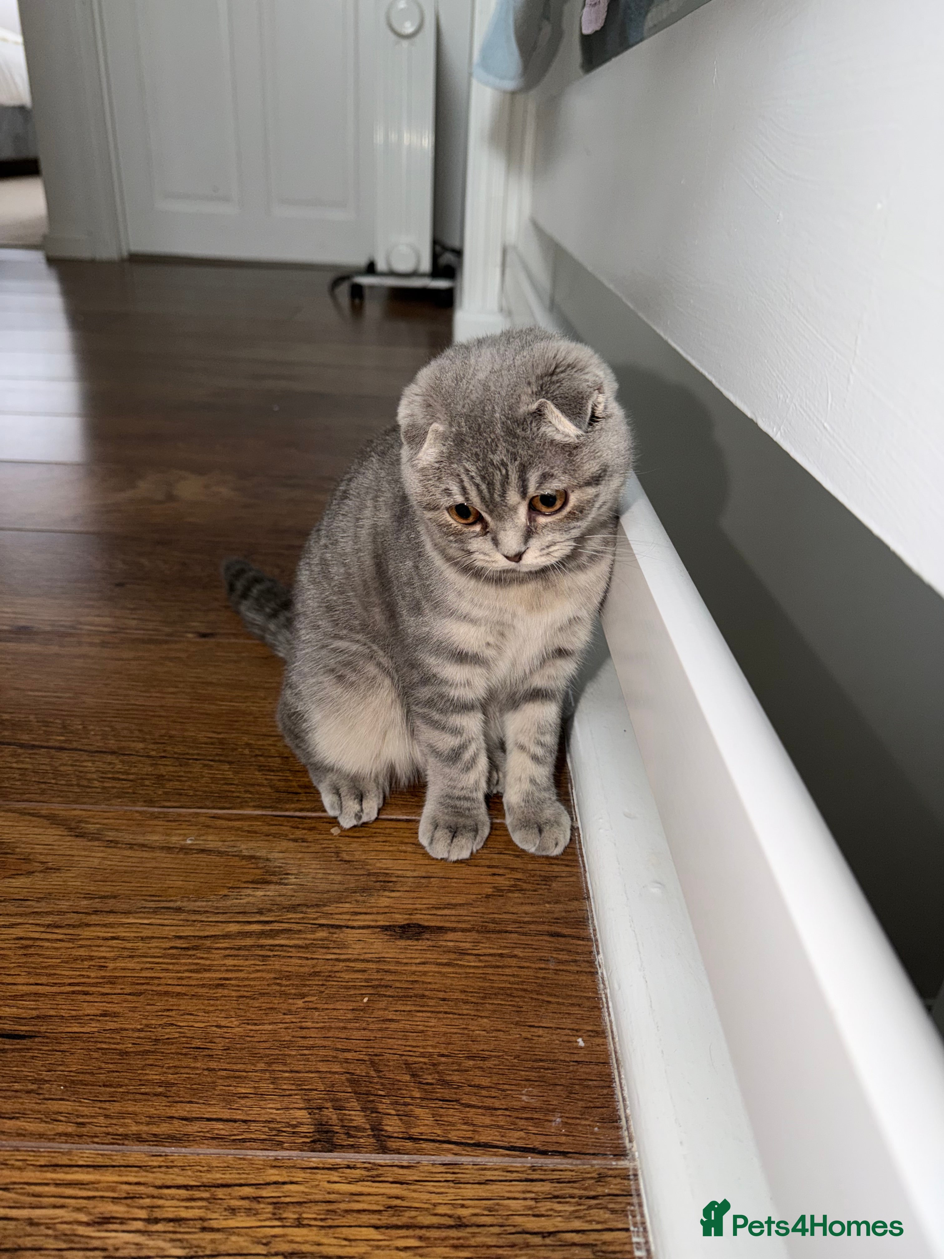 Scottish Fold cats Scottish fold 4months old  - Advert 1