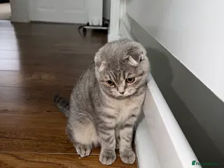 Scottish Fold cats Scottish fold 4months old - Advert 1