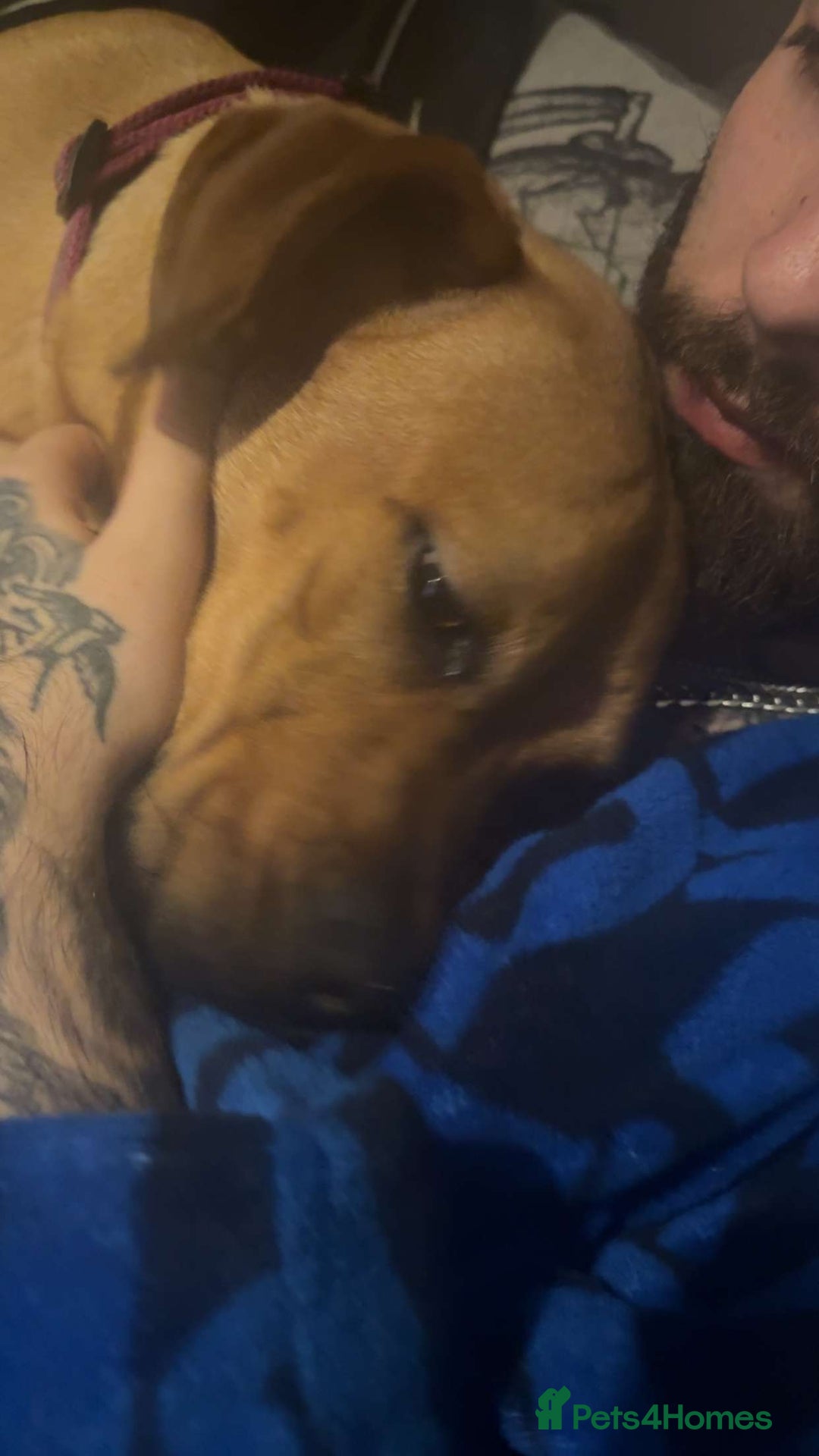 Mixed Breed dogs for sale: French x English mastiff  - Image 2