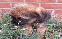 Border Terrier dogs for sale: 2 border terrier girls - Image 8
