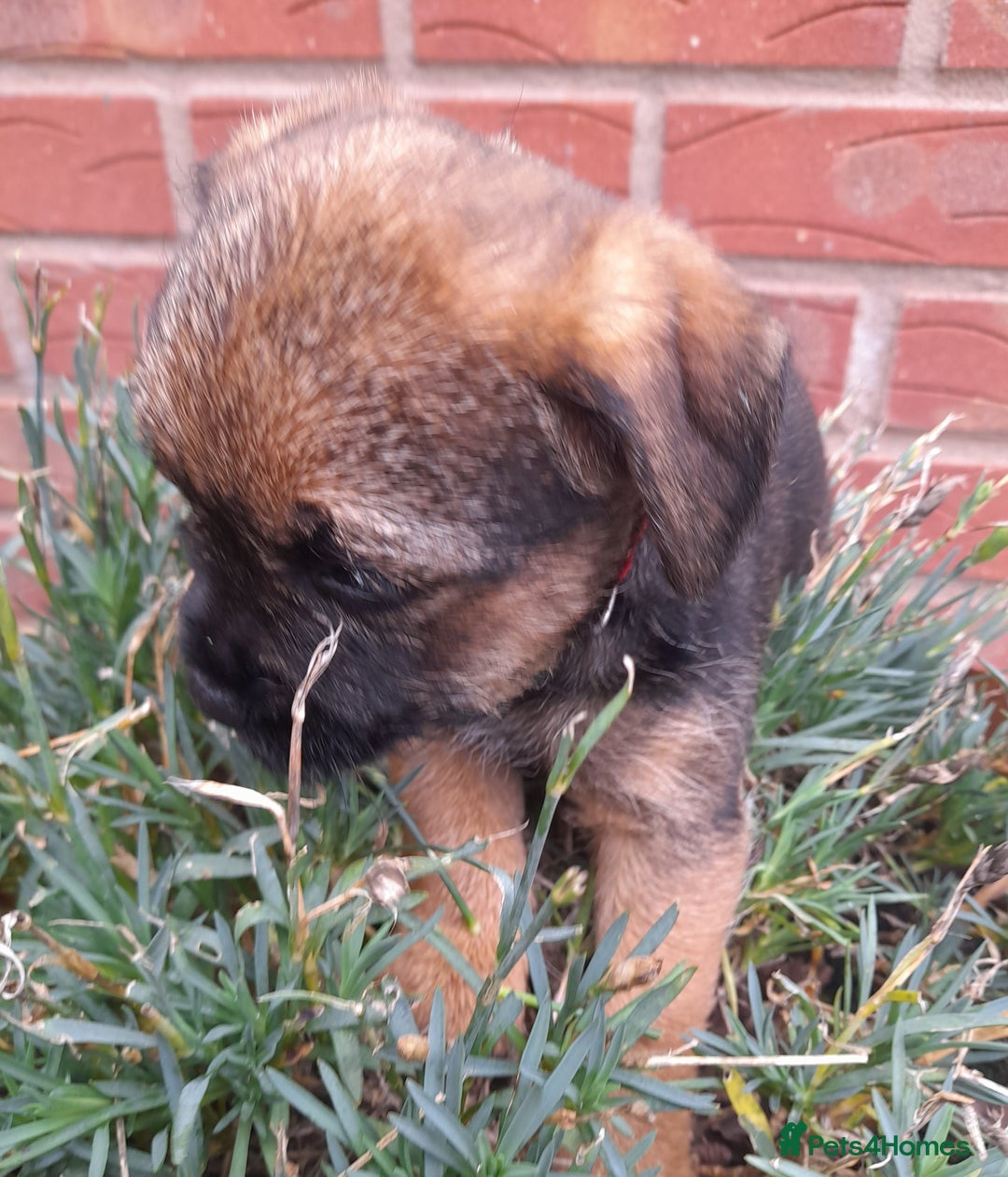 Border Terrier dogs for sale: 2 border terrier girls - Image 8