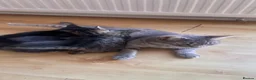 Mixed Breed cats for sale: 4 Adorable Kittens Ready for Forever Homes - Advert 13