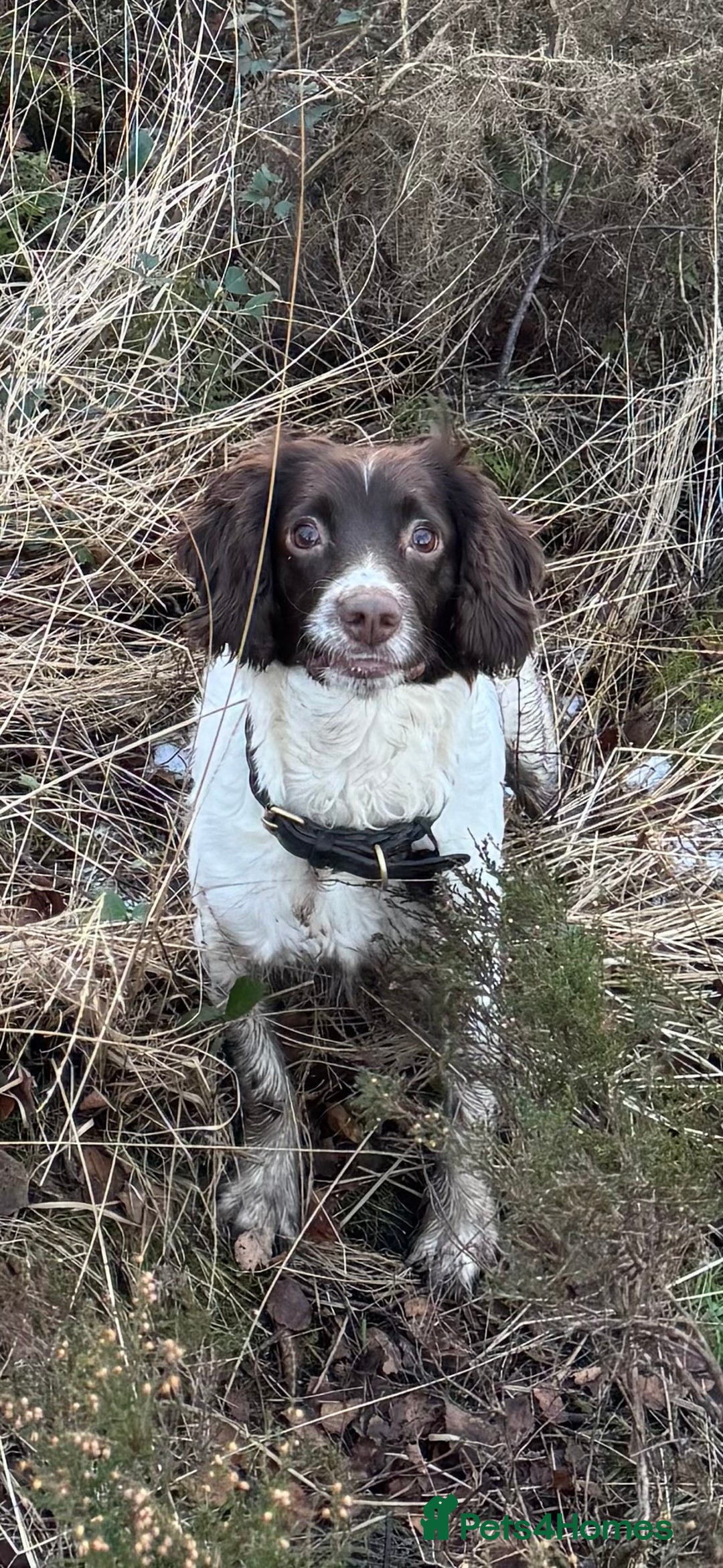 English Springer Spaniel dogs for sale: Beautifully marked, kc registered, legally docked. - Advert 9