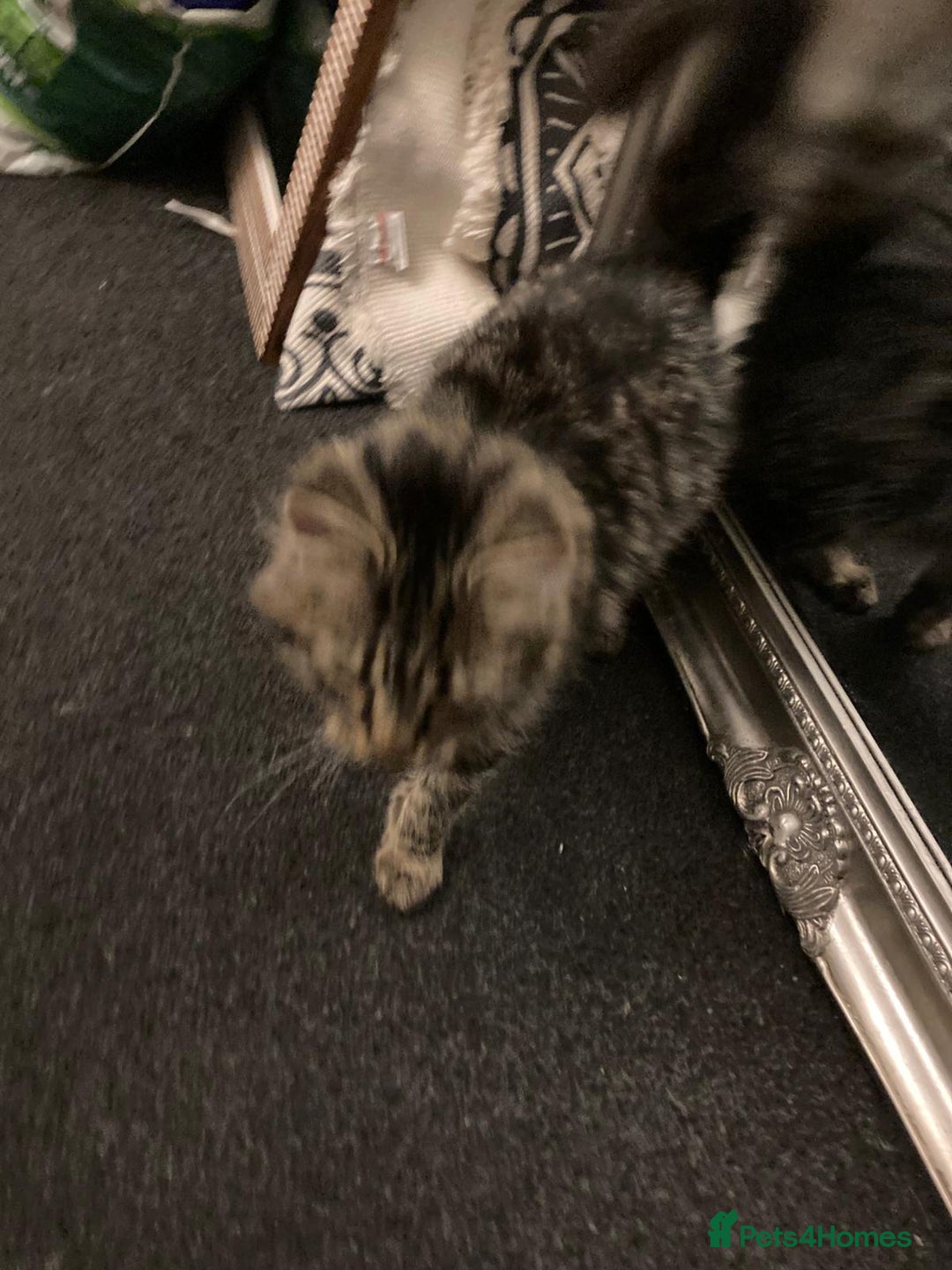 Mixed Breed cats for sale: Mainecoon ragdoll mix  - Advert 3