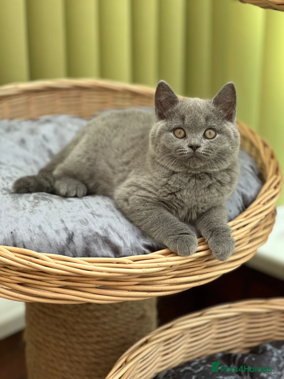 British Shorthair cats for sale: ✨ Stunning British Blue Girl | GCCF Registered  ✨ - Advert 1