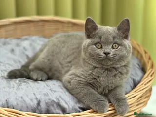 British Shorthair cats for sale: ✨ Stunning British Blue Girl | GCCF Registered ✨ - Advert 2