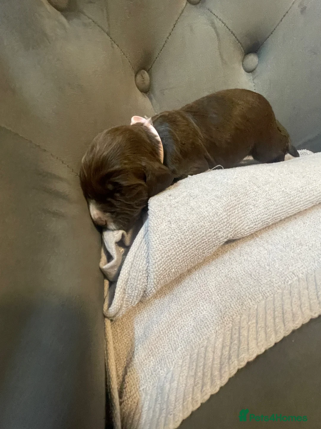 Cocker Spaniel dogs for sale: Working cocker spaniels - Advert 10