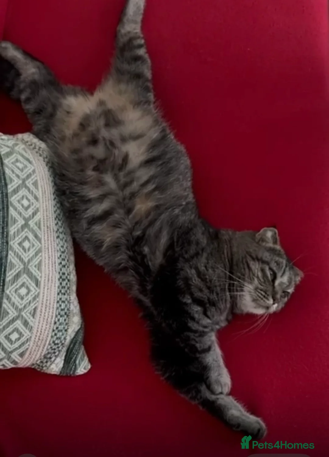 Mixed Breed cats for sale: Kittens - Advert 2