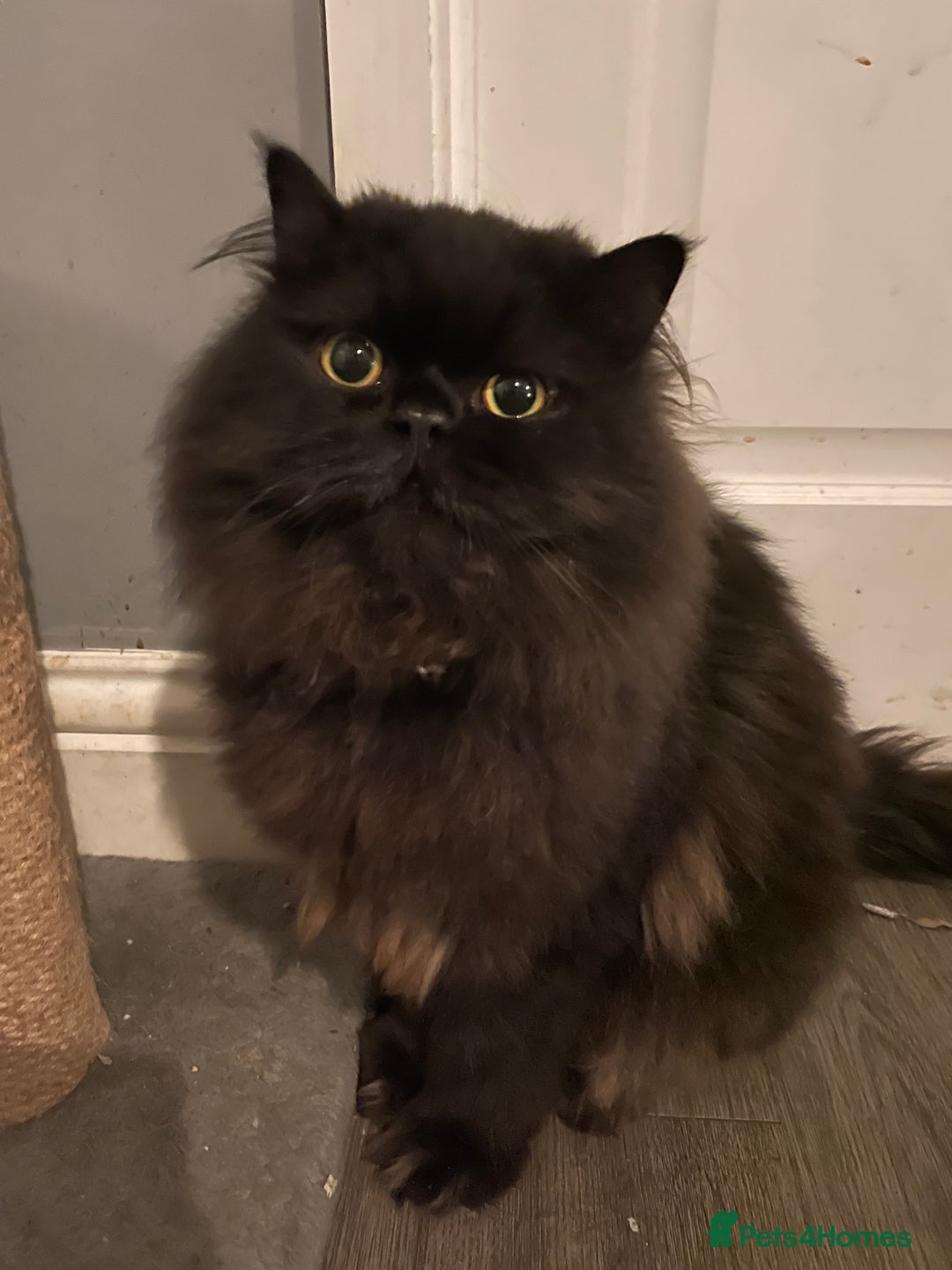 Persian cats for sale: Persian exotic cats - new homes needed - Image 23