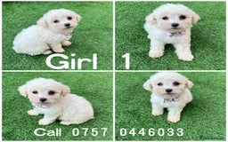 Poodle dogs for sale: Poodles pups for forever home - Image 3