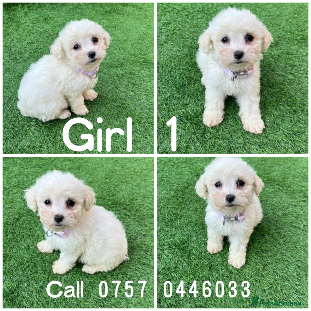 Poodle dogs for sale: Poodles pups for forever home - Image 3