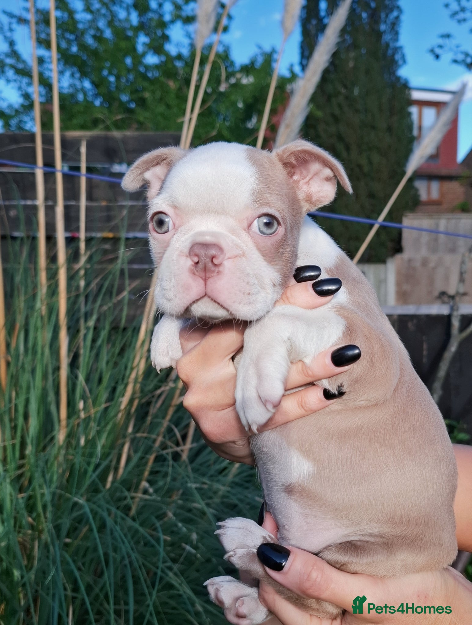 Boston Terrier dogs 7 KC Registered beautiful Boston pups  - Advert 2