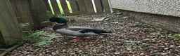 Ducks poultry for sale: Drake mallard selling due to many drakes  - Advert 4