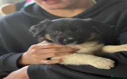 Border Collie dogs for sale: Border Collie puppies - Image 4