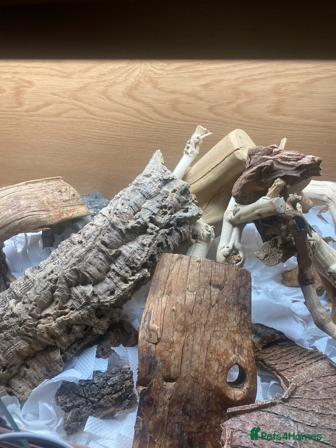 Bearded Dragon reptiles for sale: Beautiful bearded dragon with full Viv  - Advert 6