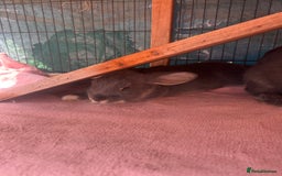 Dwarf Lop rabbits for sale: Male Drawf lop for sale   - Image 2