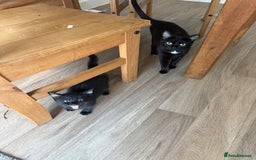 Mixed Breed cats for sale: 2 Black female kitties available - Image 4