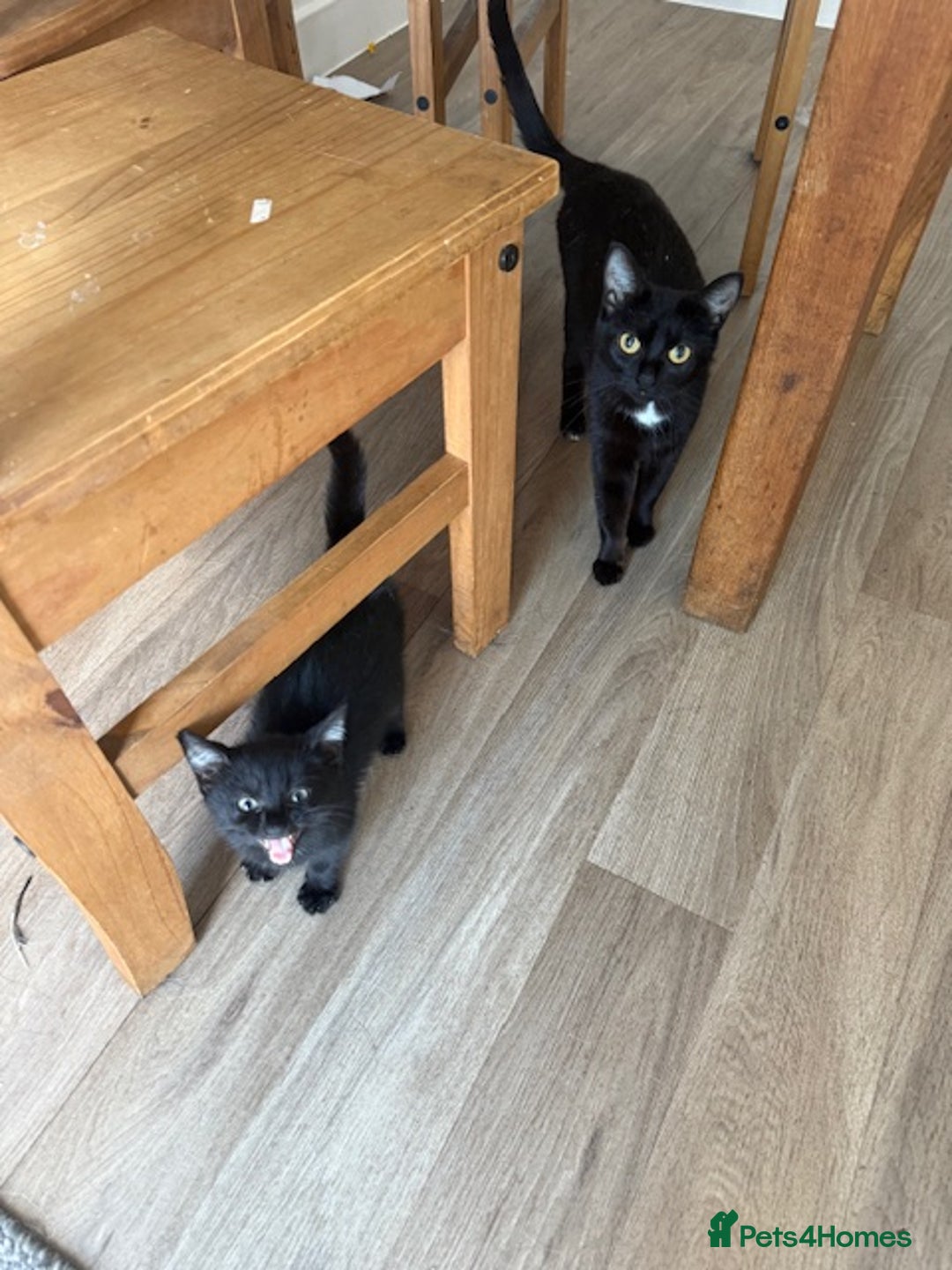 Mixed Breed cats for sale: 2 Black female kitties available - Image 4