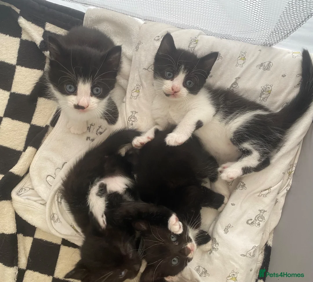 Mixed Breed cats for sale: 3 boys left - Advert 3