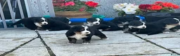 Bernese Mountain Dog dogs for sale: Bernese puppies in Newton Stewart - Advert 2
