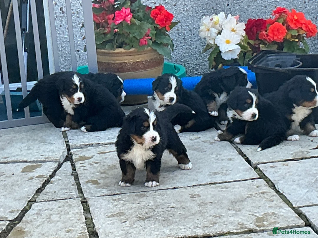 Bernese Mountain Dog dogs for sale: Bernese puppies in Newton Stewart - Advert 2