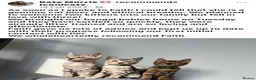 Bengal cats for sale: 🎬 Little Leopard Diaries | TICA BENGAL KITTENS 💎 - Advert 16
