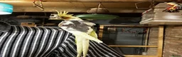 Cockatiels birds for sale: 10 weeks old beautiful cockatiel not tamed - Advert 4