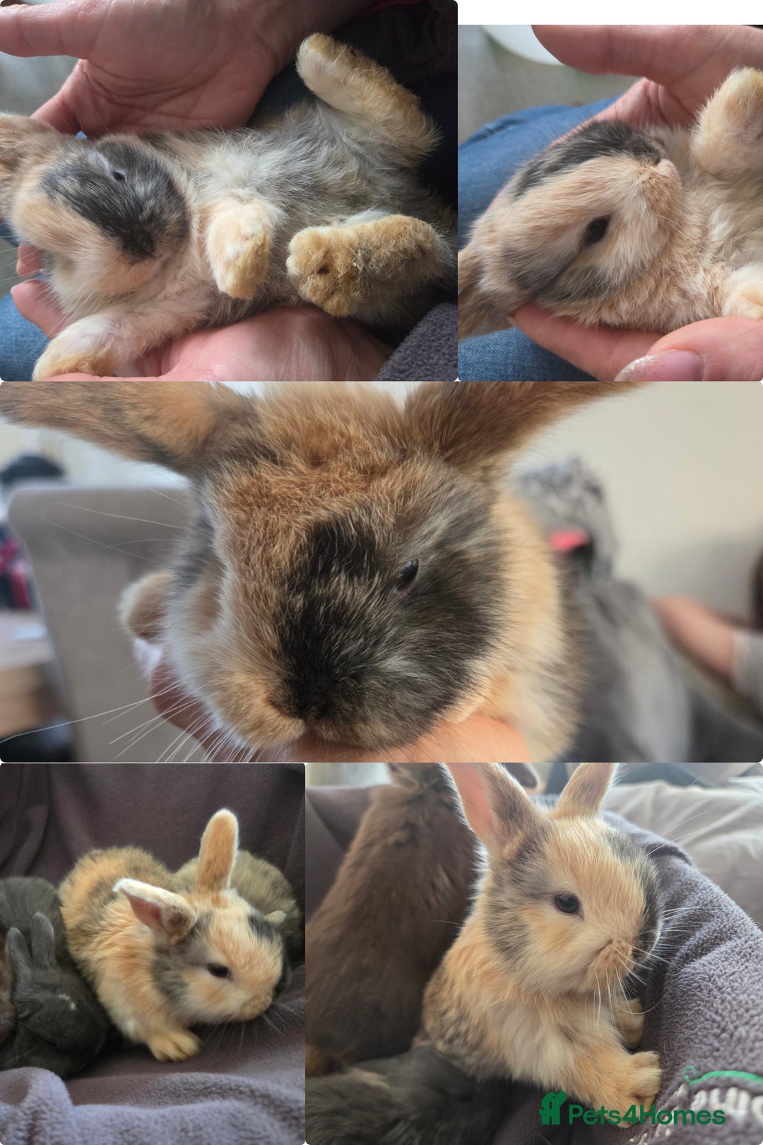 Mini Lop rabbits for sale: 4 Beautiful Mini Lops for sale - Advert 4