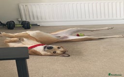Mixed Breed dogs for sale: Merlin - Image 2