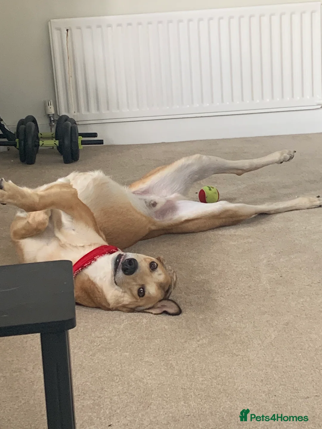 Mixed Breed dogs for sale: Merlin - Advert 2