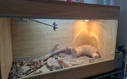Bearded Dragon reptiles for sale: Bearded dragon and full set up for sale - Image 2