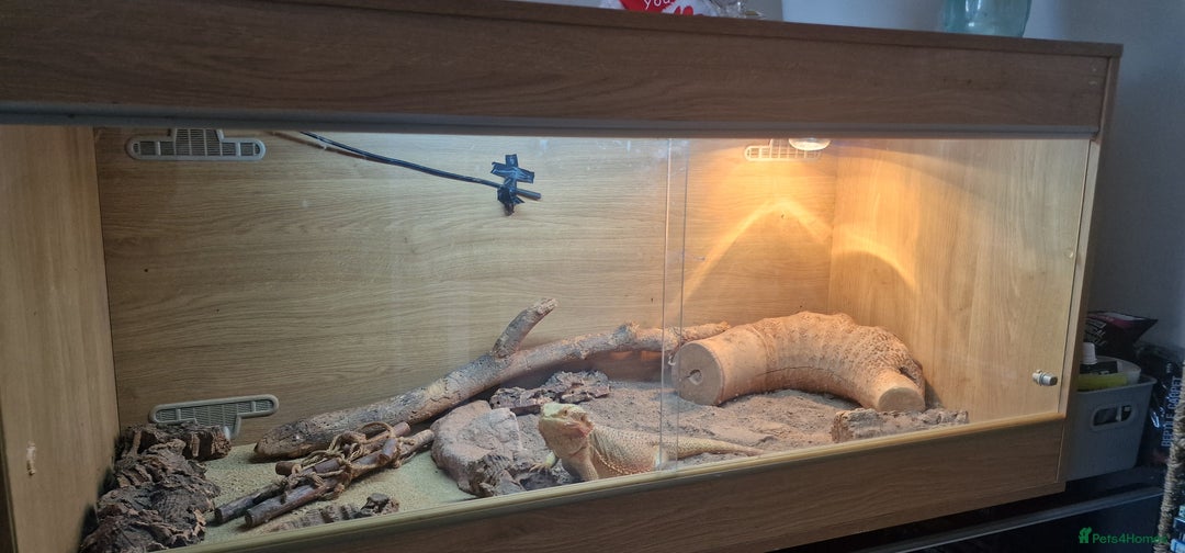 Bearded Dragon reptiles for sale: Bearded dragon and full set up for sale - Image 2