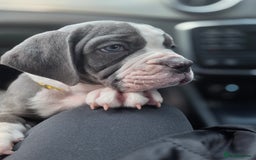 Olde English Bulldogge dogs for sale: Olde English Bulldog Puppies NEBBR-Price Reduction - Image 7