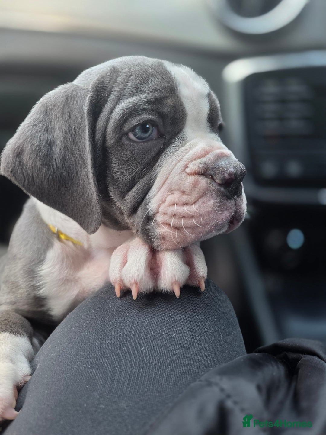 Olde English Bulldogge dogs for sale: Olde English Bulldog Puppies NEBBR-Price Reduction - Image 7