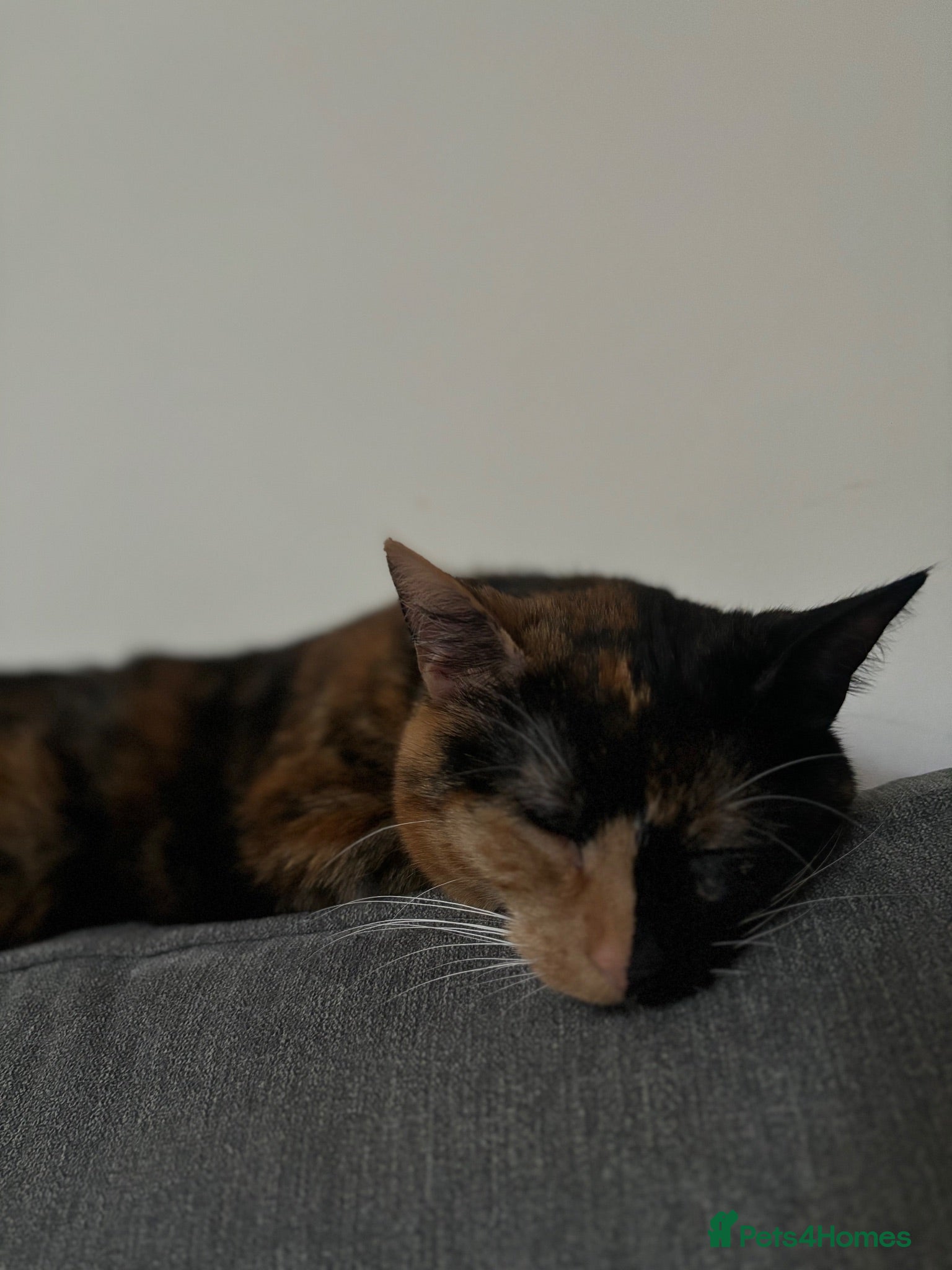 Mixed Breed cats Tortoise Shell Female 2 years old  - Advert 4