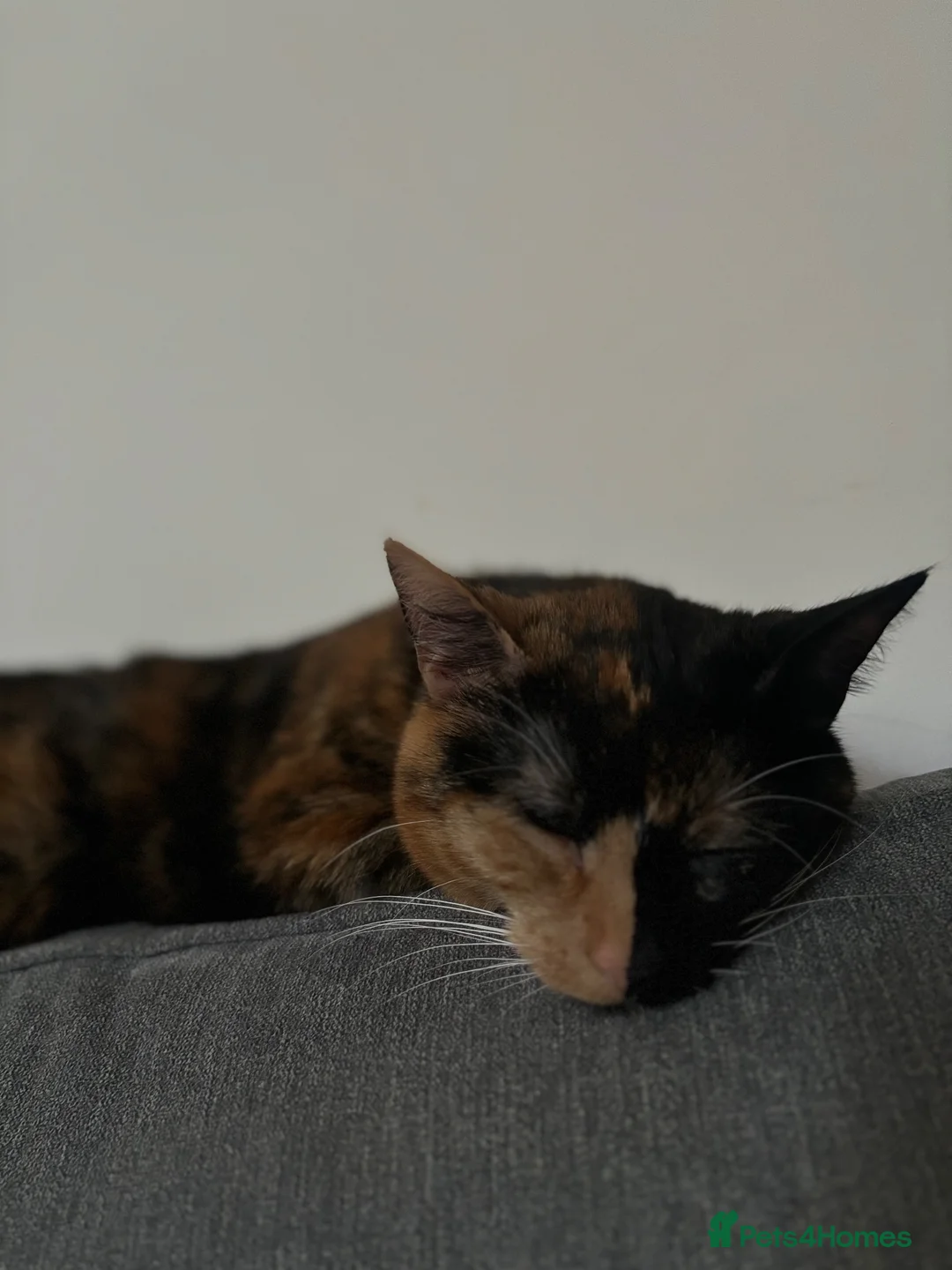 Mixed Breed cats for sale: Tortoise Shell Female 2 years old  - Advert 1