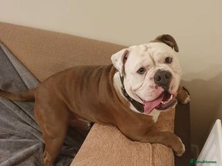 Olde English Bulldogge dogs Olde English bulldogge stud - Advert 10