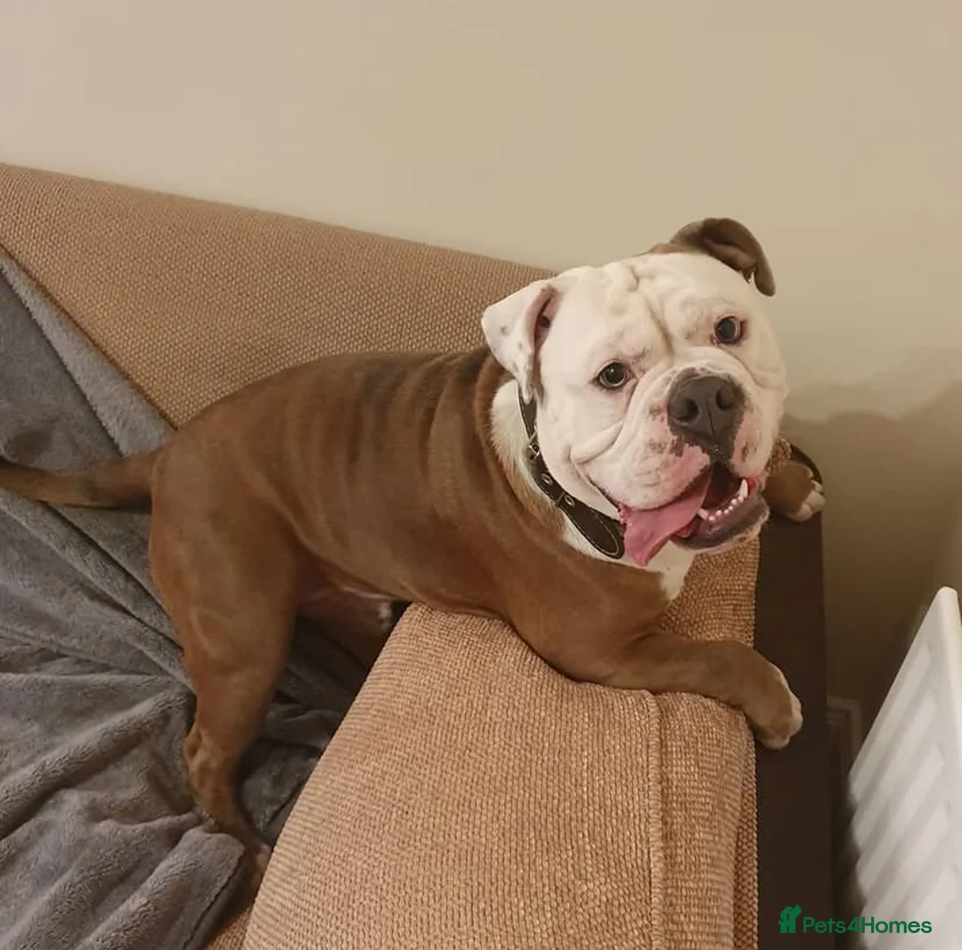 Olde English Bulldogge dogs for stud: Olde English bulldogge stud  - Advert 1