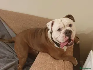 Olde English Bulldogge dogs Olde English bulldogge stud - Advert 1