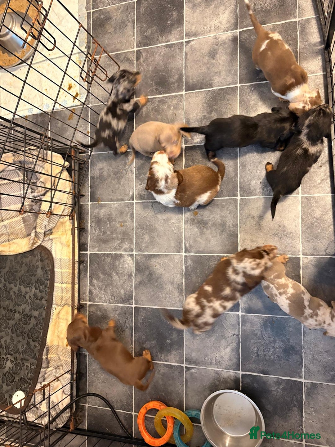 Miniature Dachshund dogs for sale: Miniature Dachshund smooth & dapple wire haired  - Advert 11