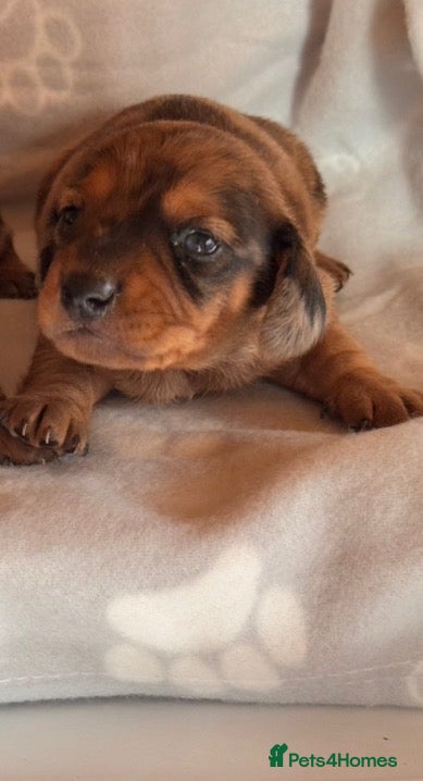 Miniature Dachshund Puppy 1