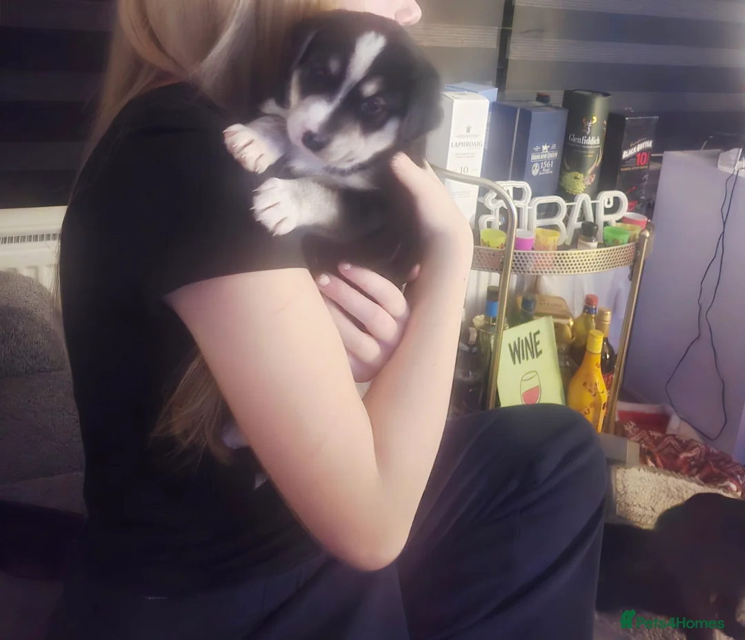 Mixed Breed dogs for sale:  Last puppy looking for his forever home ;)   - Advert 16