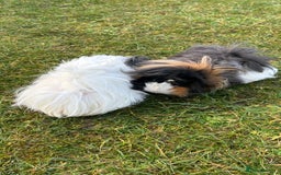 Guinea Pig rodents for sale: 2 female guinea pigs - Image 1