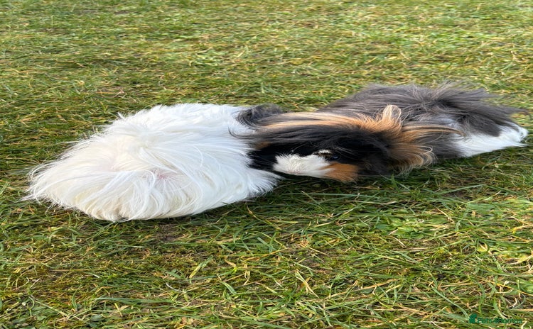 Guinea Pig rodents - Advert 1