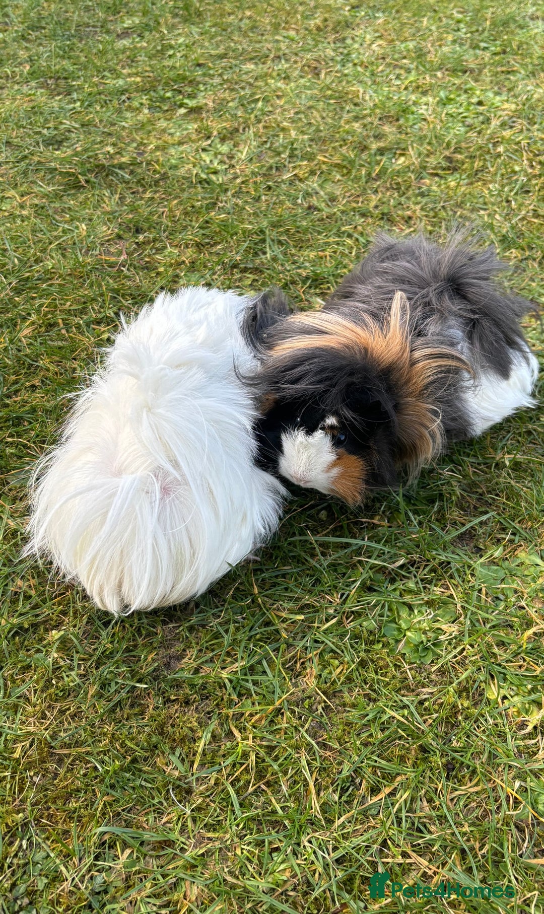 Guinea Pig rodents for sale: 2 female guinea pigs - Image 1
